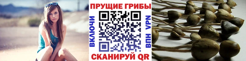 Псилоцибиновые грибы мицелий  Владимир 